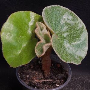 Begonia venosa