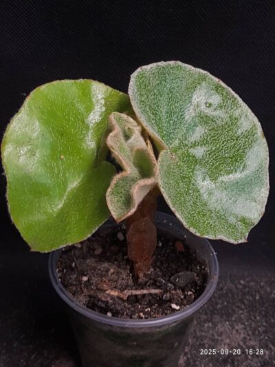 Begonia venosa