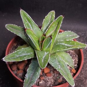 Agave Victoria reginae mini clone