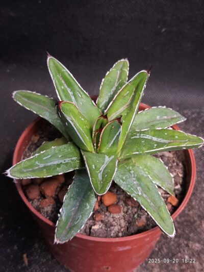 Agave Victoria reginae mini clone