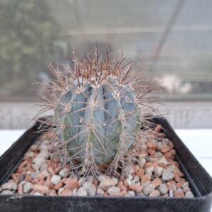 Melocactus azureus | 70