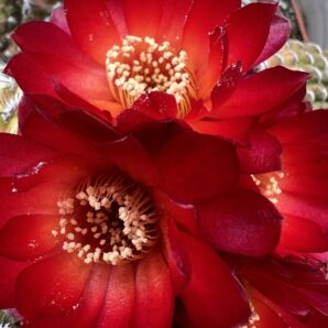 Sulcorebutia mariana HS 15, вкорінені діточки