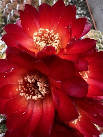 Sulcorebutia mariana HS 15, вкорінені діточки