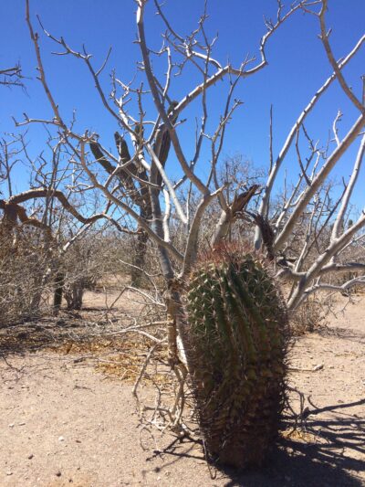 Ferocactus peninsulae v. townsendianus, Cabo San Lucas, BCS - Зображення 2