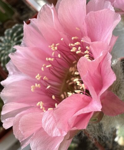 щеплена діточка Echinopsis А 011 Agamemnon - Зображення 2
