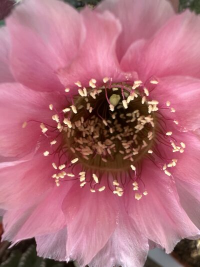 щеплена діточка Echinopsis А 011 Agamemnon - Зображення 3