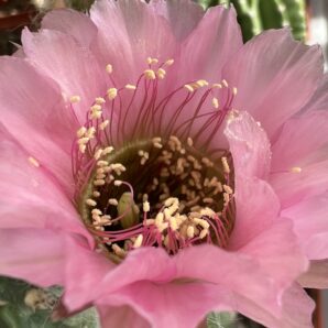 щеплена діточка Echinopsis А 011 Agamemnon
