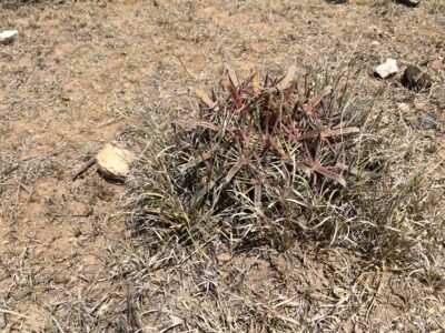 Ferocactus latispinus, El Pedernal, SLP - Зображення 2