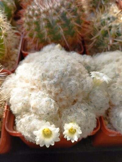 Mammillaria plumosa - Зображення 2