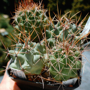 Thelocactus (набір із самихих довгоколючкових)
