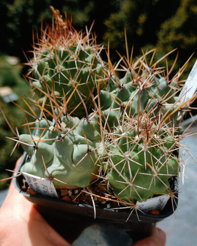 Thelocactus (набір із самихих довгоколючкових)