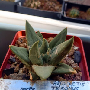 Ariocarpus trigonus var elongatus (2009)