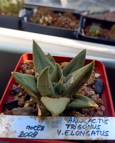 Ariocarpus trigonus var elongatus (2009)