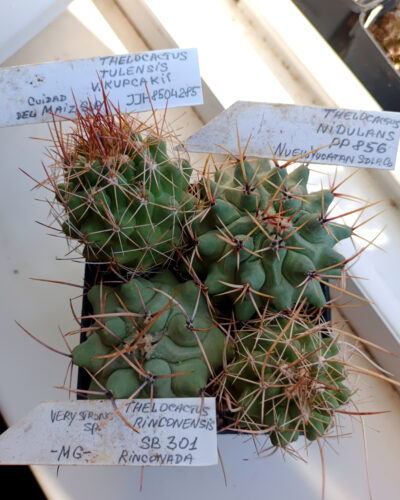 Thelocactus (набір із самихих довгоколючкових) - Зображення 2