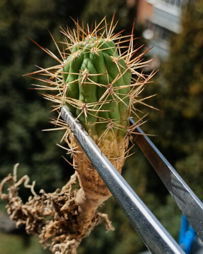 Weingartia westii Kass 378.1(Cotacoito Palca)