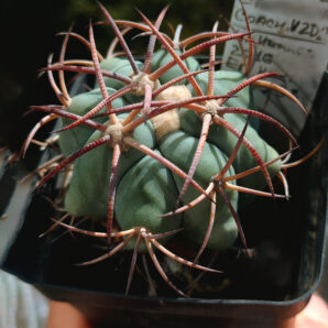 Echinocactus horizonthalonius ( Rancho La Flor Dur) VZD 269
