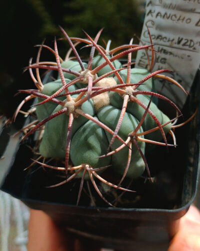 Echinocactus horizonthalonius ( Rancho La Flor Dur) VZD 269