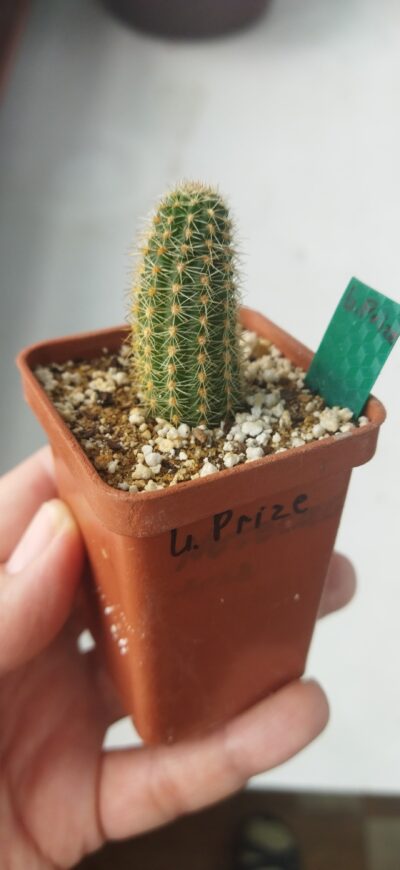 Chamaecereus hybrid Lincoln Prize - Зображення 2