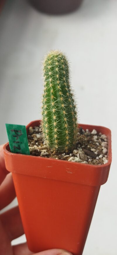 Chamaecereus hybrid Lincoln Prize - Зображення 3