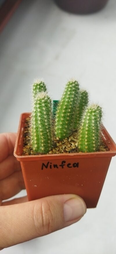 Chamaecereus hybrid Pan2020.168.009 Ninfea - Зображення 2