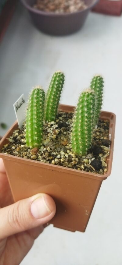 Chamaecereus hybrid Pan2020.170.009 Nuada - Зображення 2