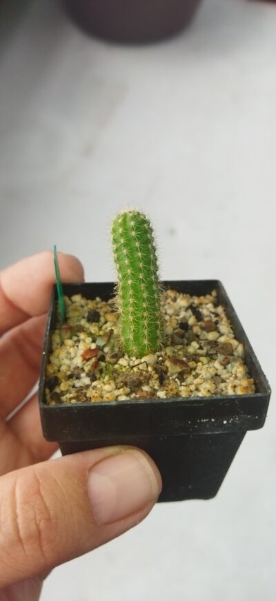 Chamaecereus hybrid Pan19.321.30 Palau - Зображення 2