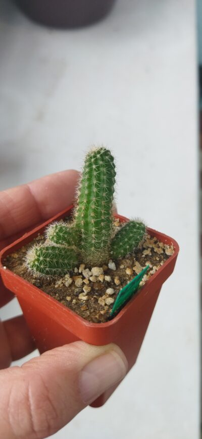 Chamaecereus hybrid Pan17.5.35 - Зображення 2