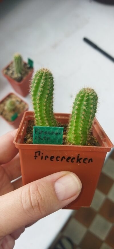 Chamaecereus hybrid Lincoln Firecracker - Зображення 2