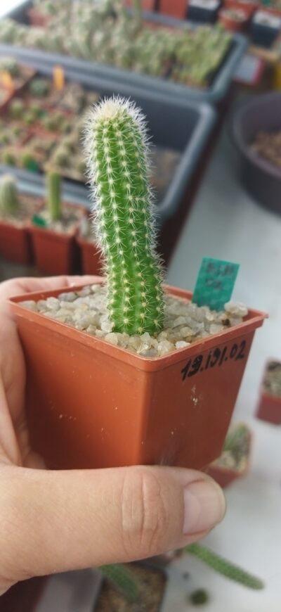 Chamaecereus hybrid Pan19.191.02 Fogara - Зображення 2
