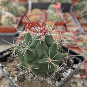 Thelocactus conothelos v. garciae
