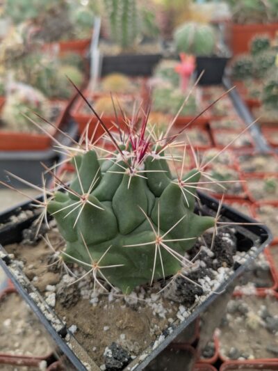 Thelocactus conothelos v. garciae