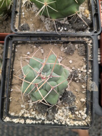 Thelocactus rinconensis - Зображення 2