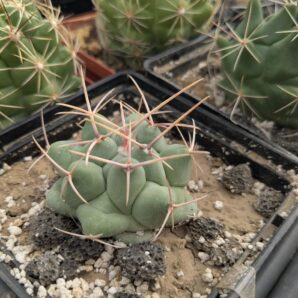 Thelocactus rinconensis