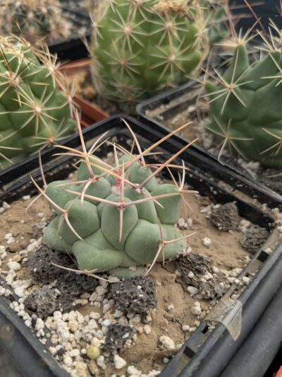 Thelocactus rinconensis