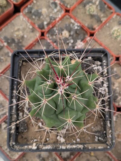 Thelocactus conothelos v. garciae - Зображення 2