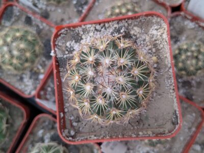 Coryphantha palmeri v. pectinata MG116.23 - Зображення 2