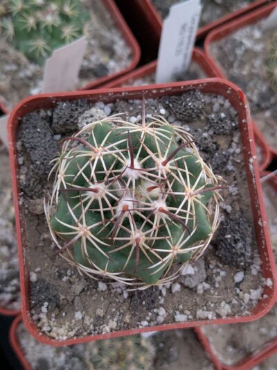 Coryphantha tripugionacantha - Зображення 2