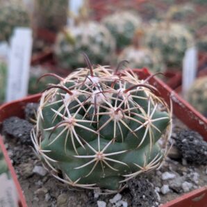 Coryphantha tripugionacantha | 21