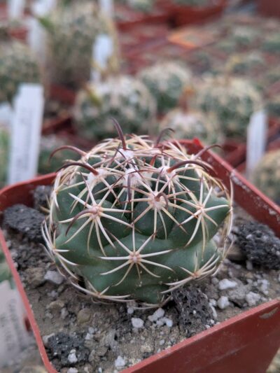 Coryphantha tripugionacantha