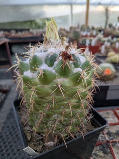 Coryphantha sulcolanata - Зображення 2