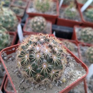 Coryphantha palmeri v. pectinata MG116.23