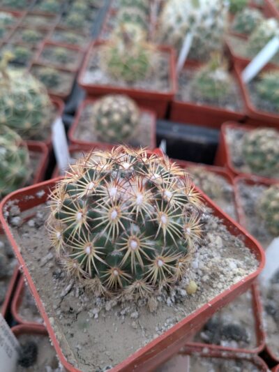 Coryphantha palmeri v. pectinata MG116.23