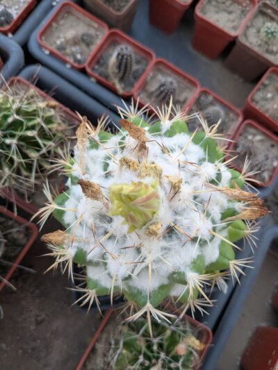 Coryphantha sulcolanata - Зображення 3
