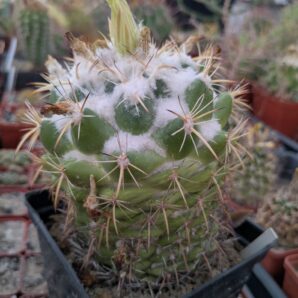 Coryphantha sulcolanata