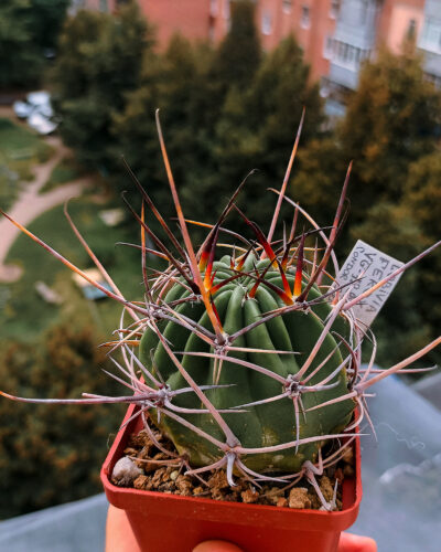 Lobivia ferox VG 1103 (Salta,Diego de Almagro, 3454m)
