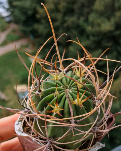 Lobivia ferox (Tupiza!!!)