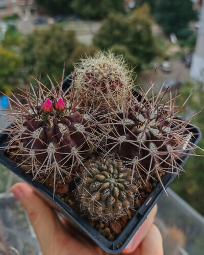 Neoporteria rapifera+Pyr.choapensisFK425+Pyr. setosiflora(MG)