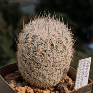 Echinomastus mariposensis PP399 (Mex.Coahuila(Cuatrocienegas)
