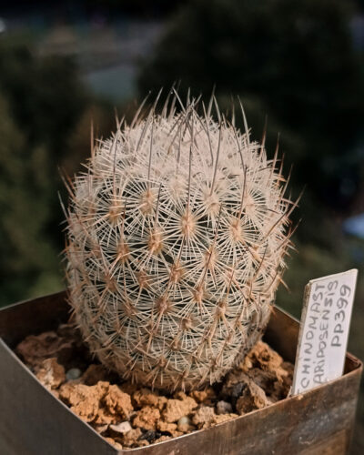 Echinomastus mariposensis PP399 (Mex.Coahuila(Cuatrocienegas)