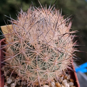 Echinomastus hispidus(aff warnockii) SB452 (Cuatrocienegas)